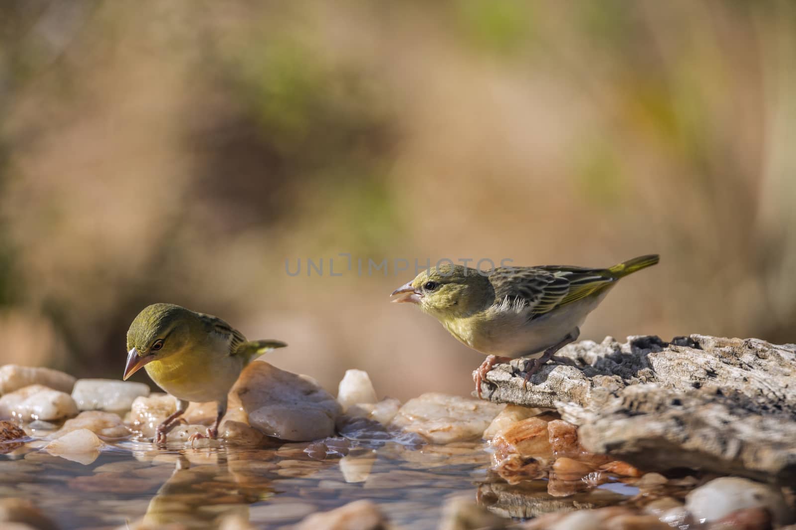 Two Village weavers standing in waterhole in Kruger National park, South Africa ; Specie Ploceus cucullatus family of Ploceidae