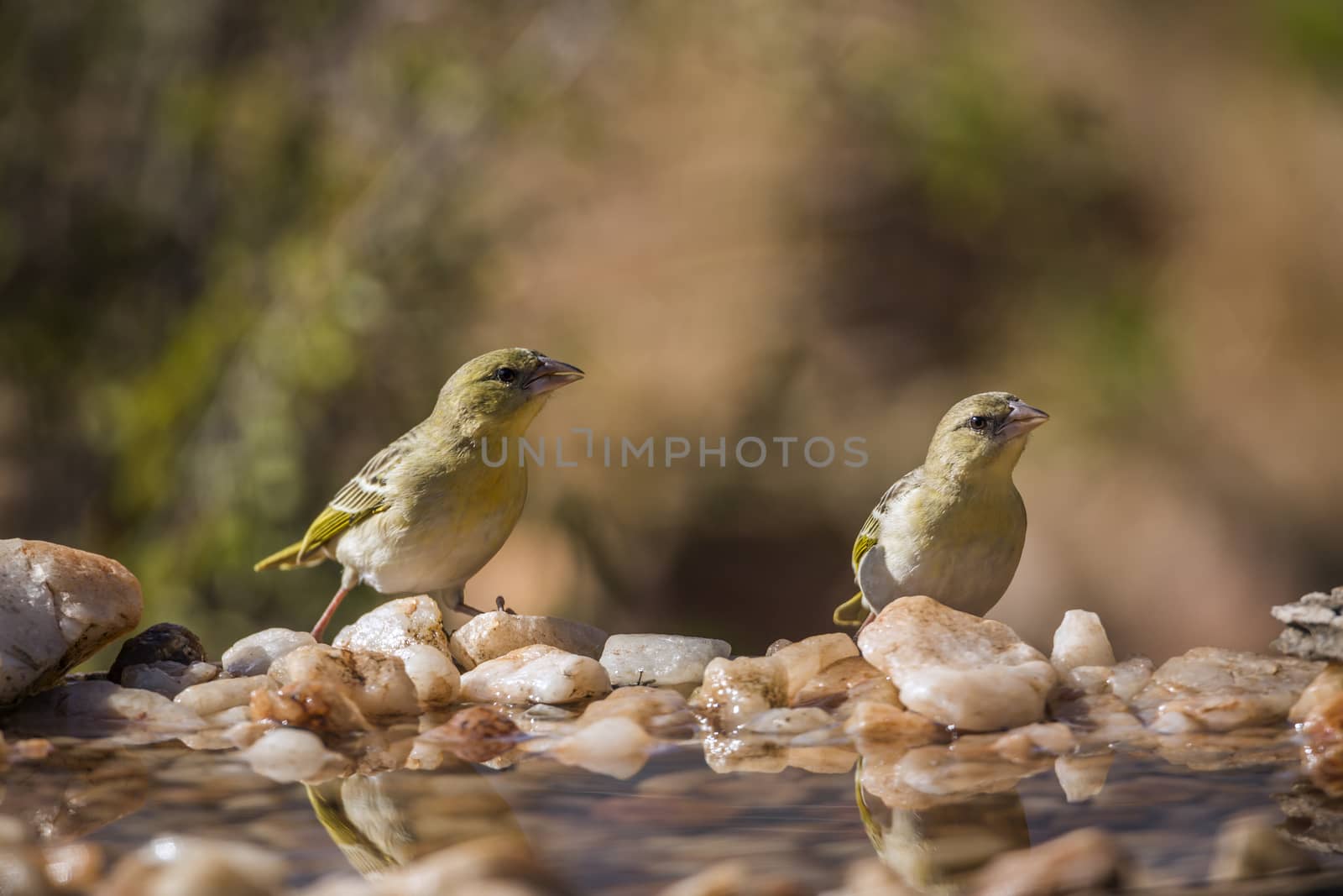 Two Village weavers standing in waterhole in Kruger National park, South Africa ; Specie Ploceus cucullatus family of Ploceidae