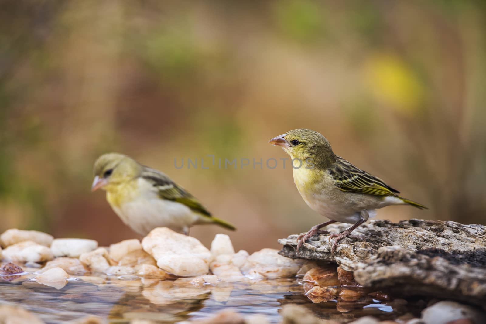 Two Village weavers standing in waterhole in Kruger National park, South Africa ; Specie Ploceus cucullatus family of Ploceidae