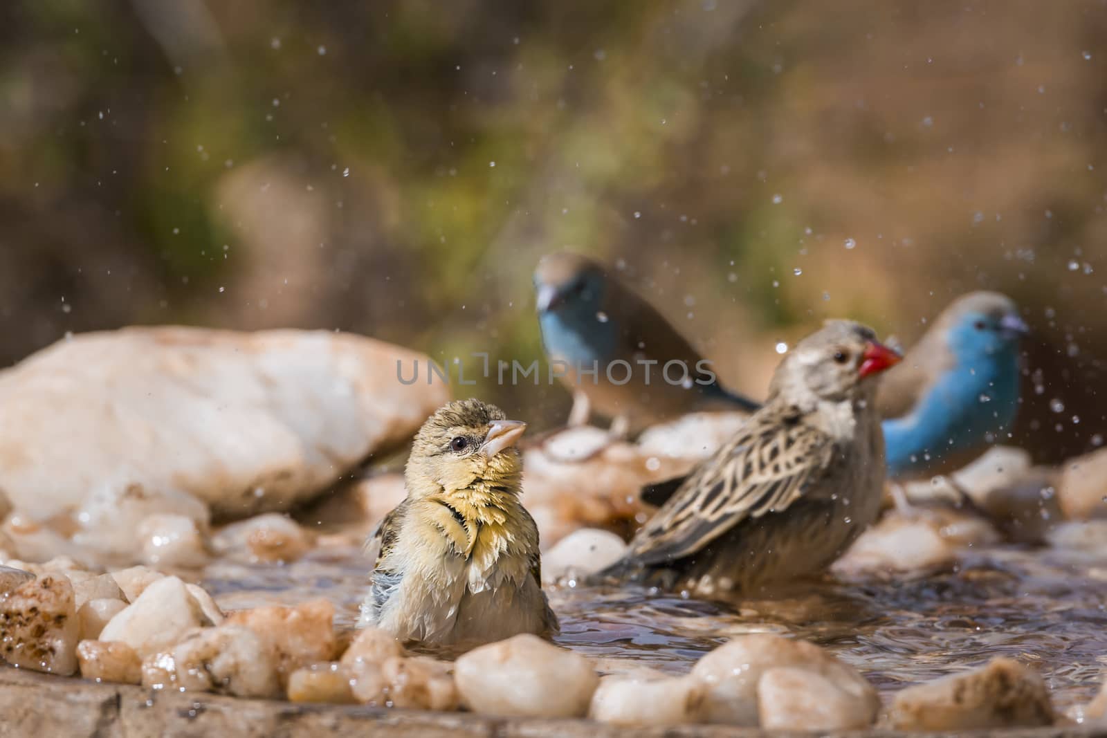 Blue breasted Cordonbleu,Village weaver and Red-billed Quelea bathing in waterhole in Kruger national park, South Africa