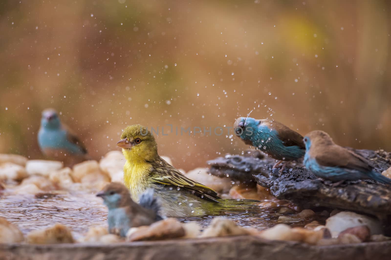 Village weaver and blue breasted cordonbleu bathing in waterhole in Kruger National park, South Africa; Specie Ploceus cucullatus and Uraeginthus angolensis