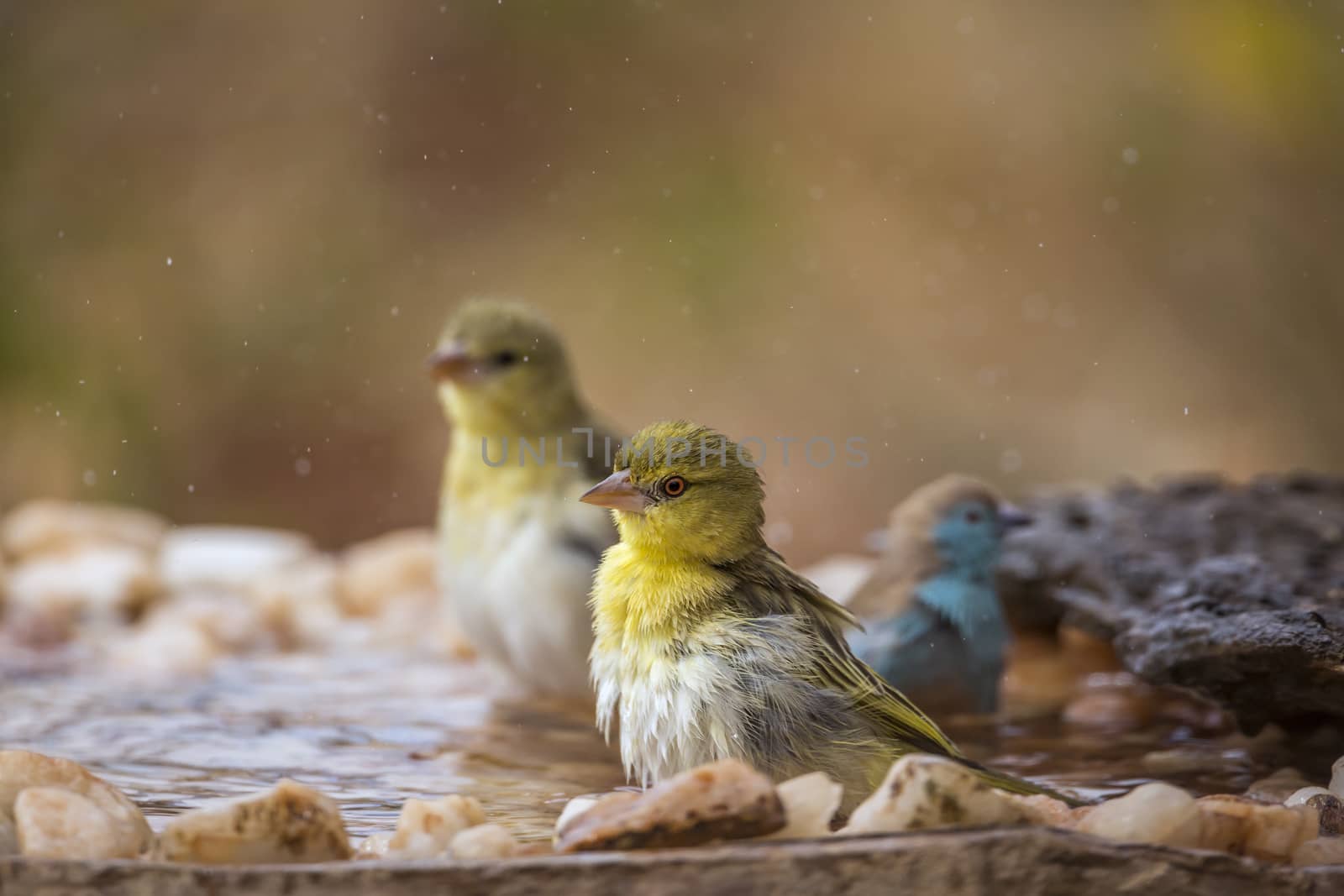 Village weaver and blue breasted cordonbleu bathing in waterhole in Kruger National park, South Africa; Specie Ploceus cucullatus and Uraeginthus angolensis