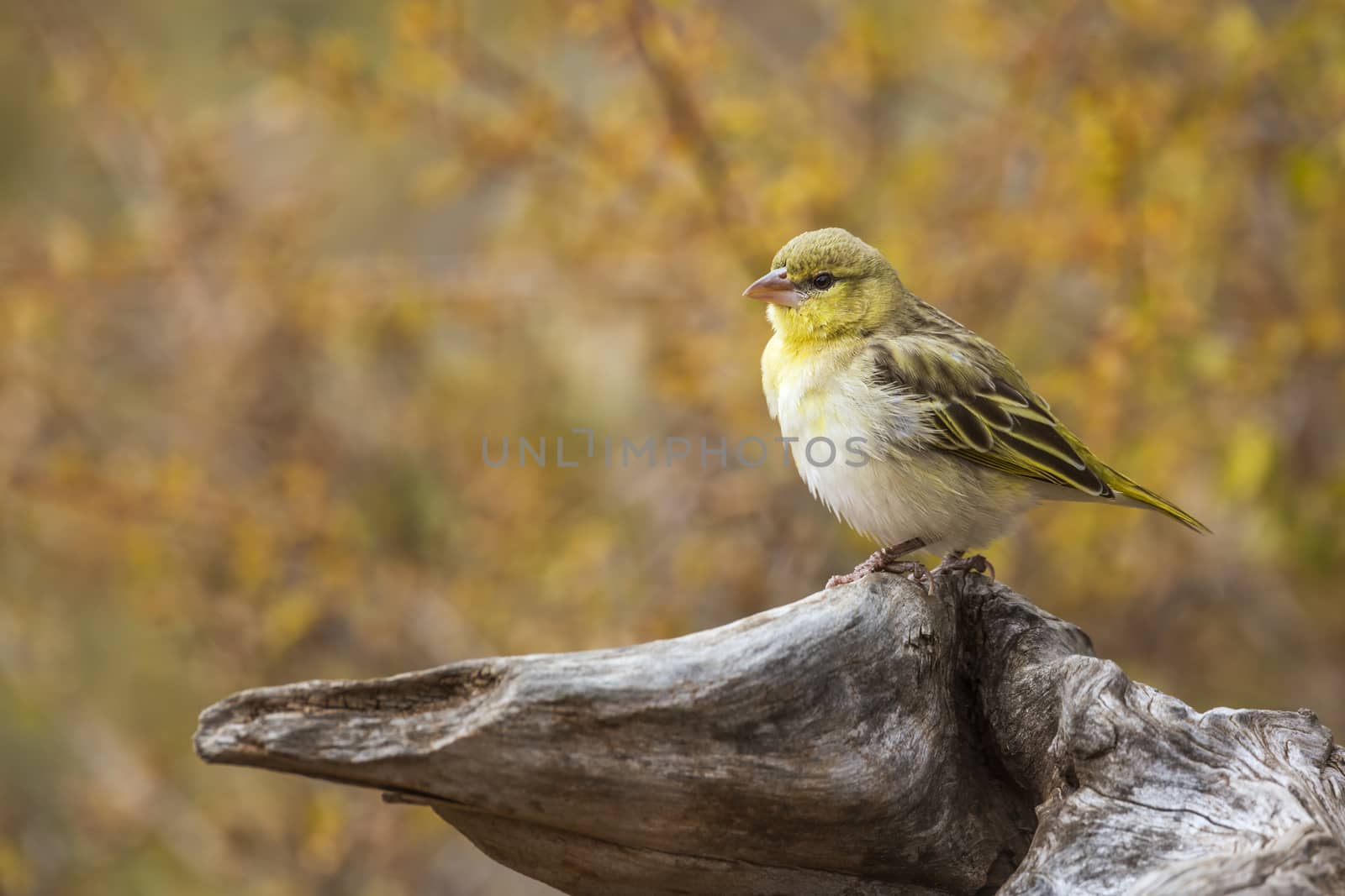 Village weaver standing on log with fall colors background in Kruger National park, South Africa ; Specie Ploceus cucullatus family of Ploceidae