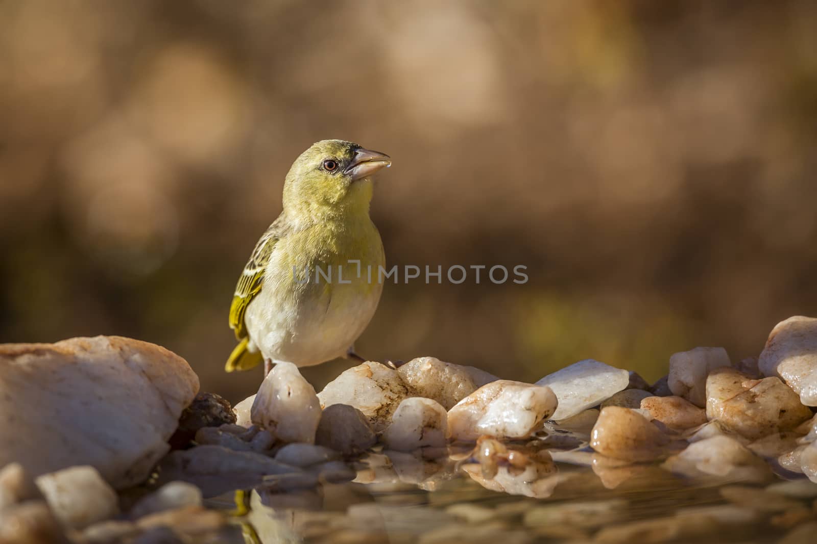 Village weaver standing at waterhole in Kruger National park, South Africa ; Specie Ploceus cucullatus family of Ploceidae