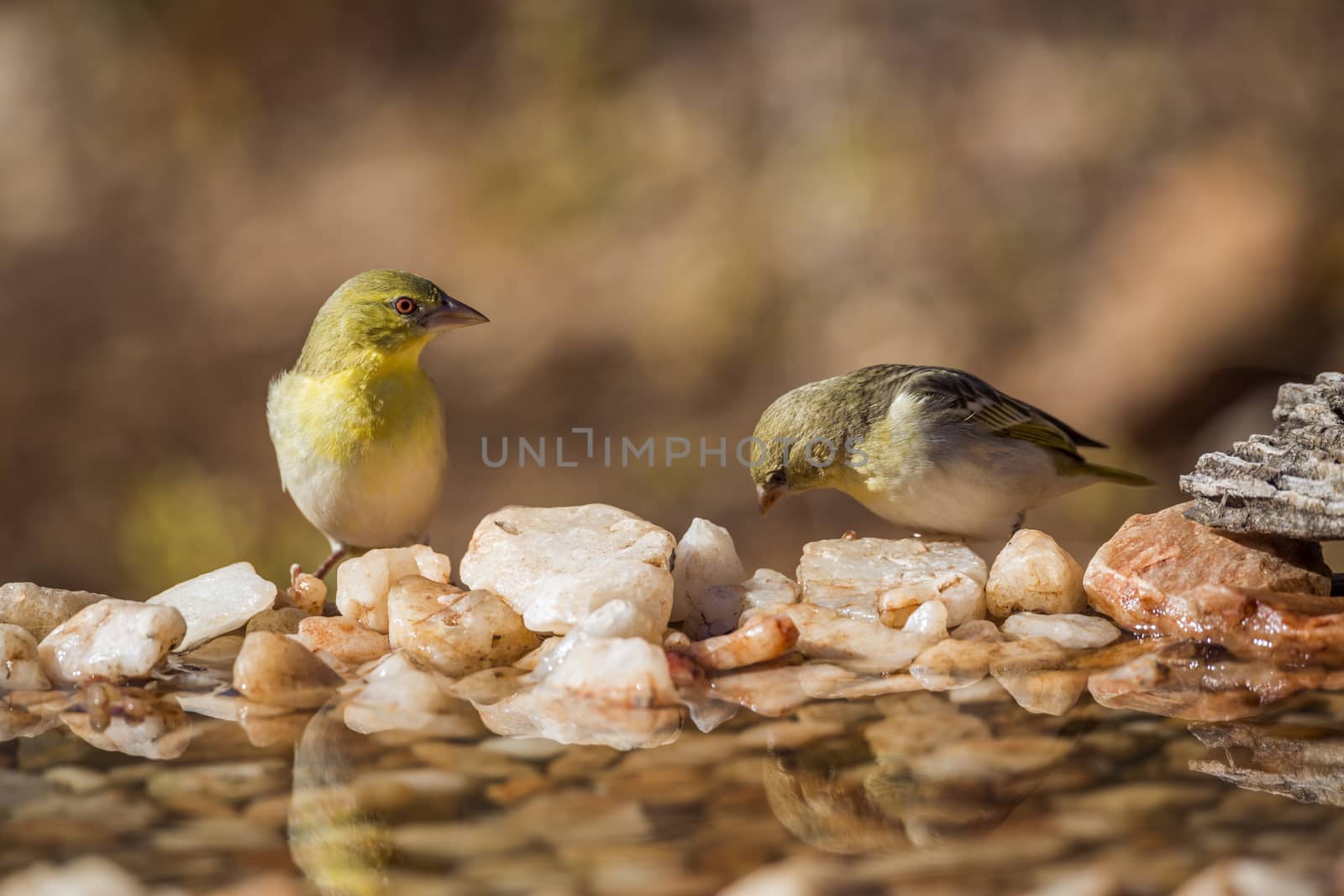Couple of Village weaver standing at waterhole in Kruger National park, South Africa ; Specie Ploceus cucullatus family of Ploceidae