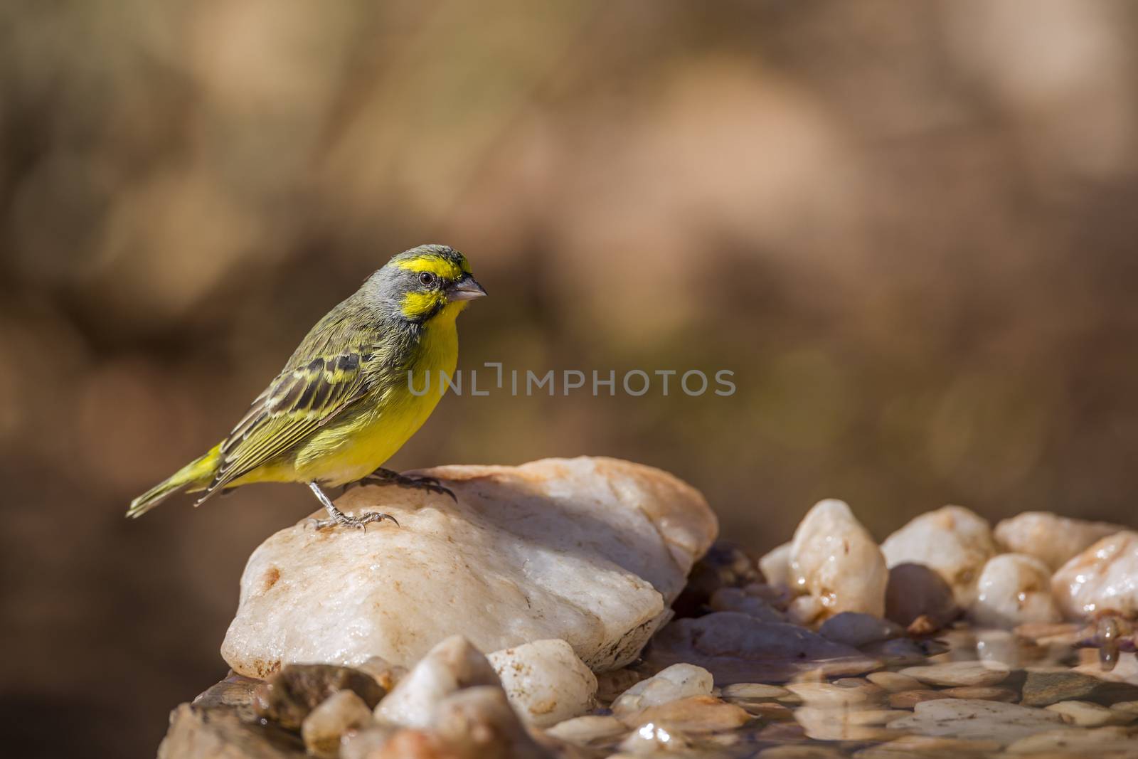 Yellow fronted Canary standing at waterhole in Kruger National park, South Africa ; Specie Crithagra mozambica family of Fringillidae