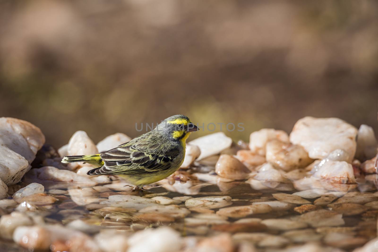 Yellow fronted Canary drinking at waterhole in Kruger National park, South Africa ; Specie Crithagra mozambica family of Fringillidae