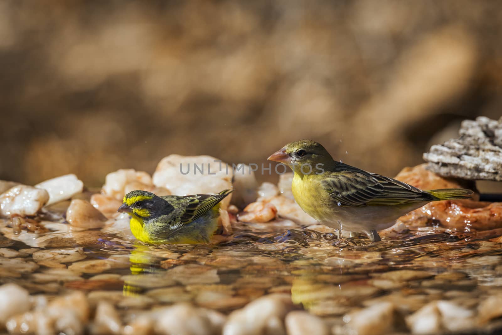 Yellow fronted Canary and village weaver bathing at waterhole in Kruger National park, South Africa ; Specie Crithagra mozambica family of Fringillidae