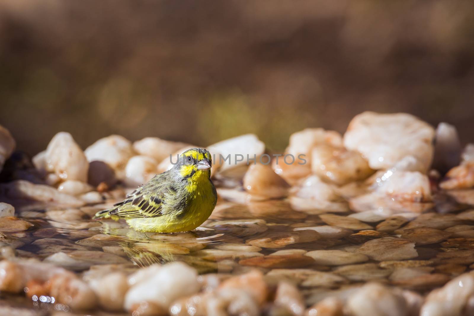 Yellow fronted Canary bathing at waterhole in Kruger National park, South Africa ; Specie Crithagra mozambica family of Fringillidae