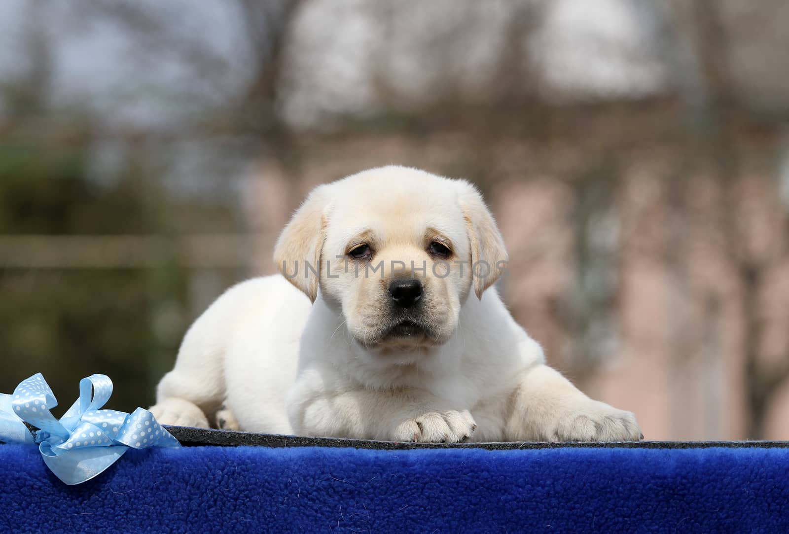 a yellow labrador puppy on the blue background