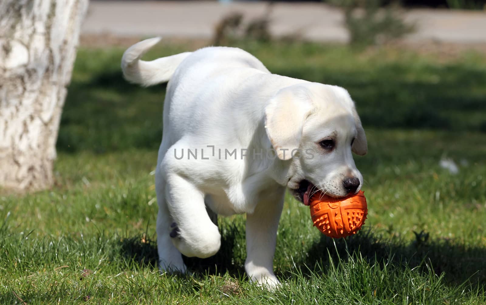 the nice yellow labrador playing in the park