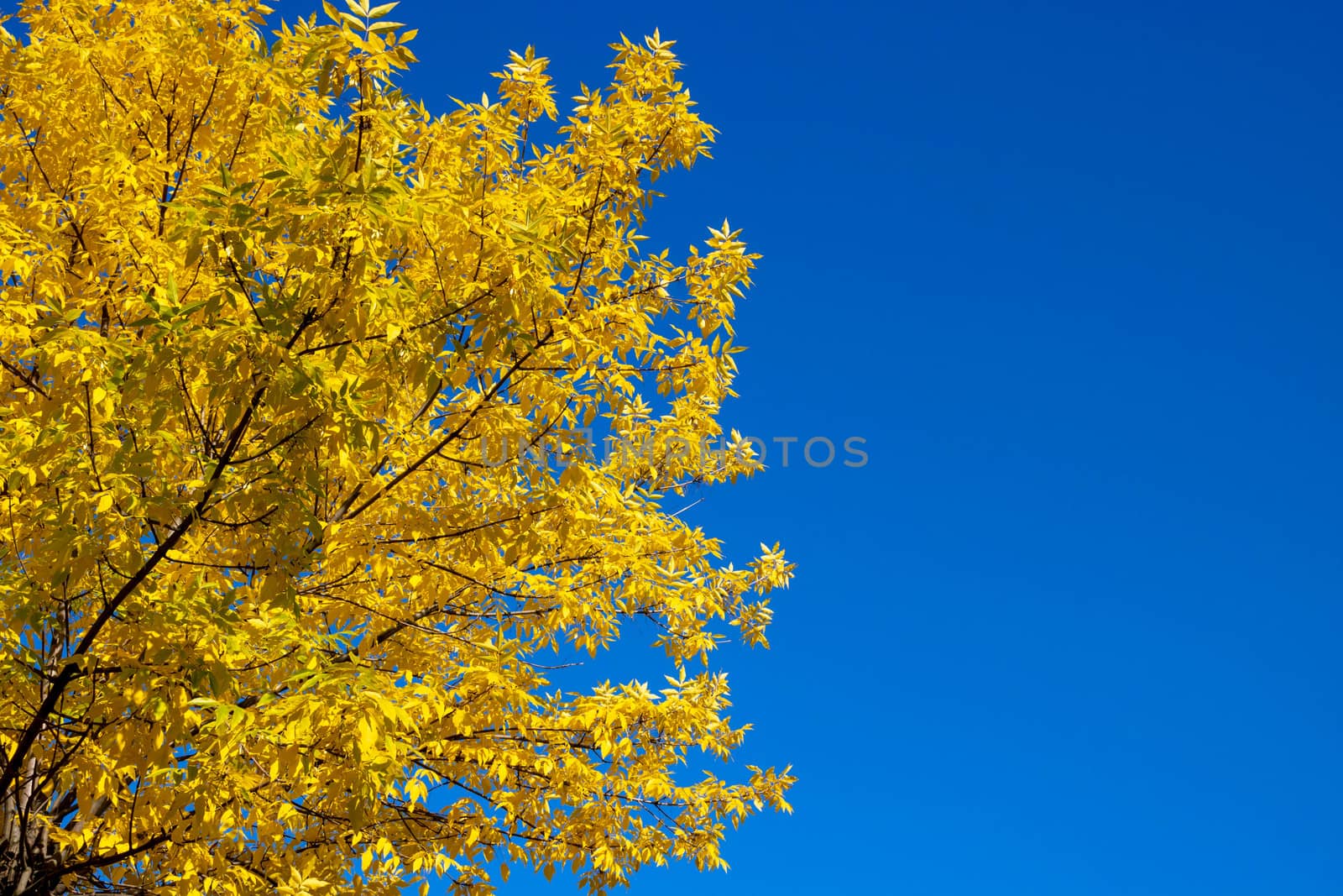 Bright autumn background of nature. Yellow autumn ash leaves against a blue sky.