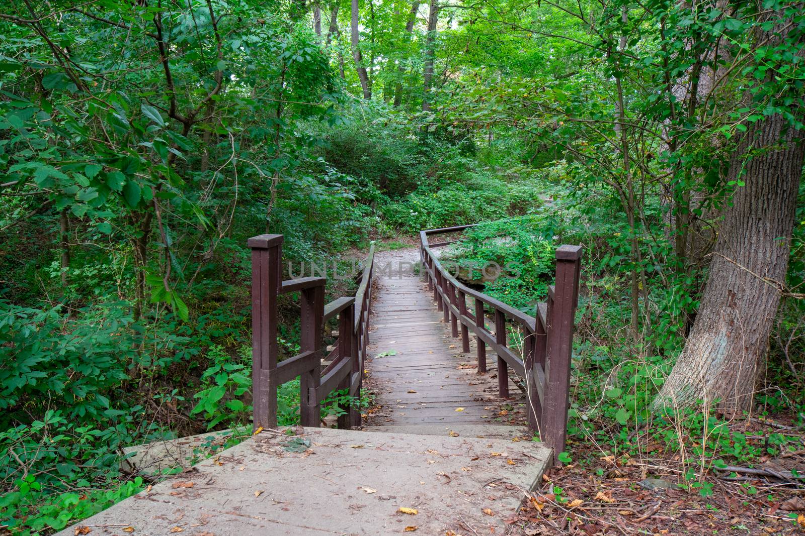 An Uneven Wooden Bridge Crossing a River in a Lush Green Forest