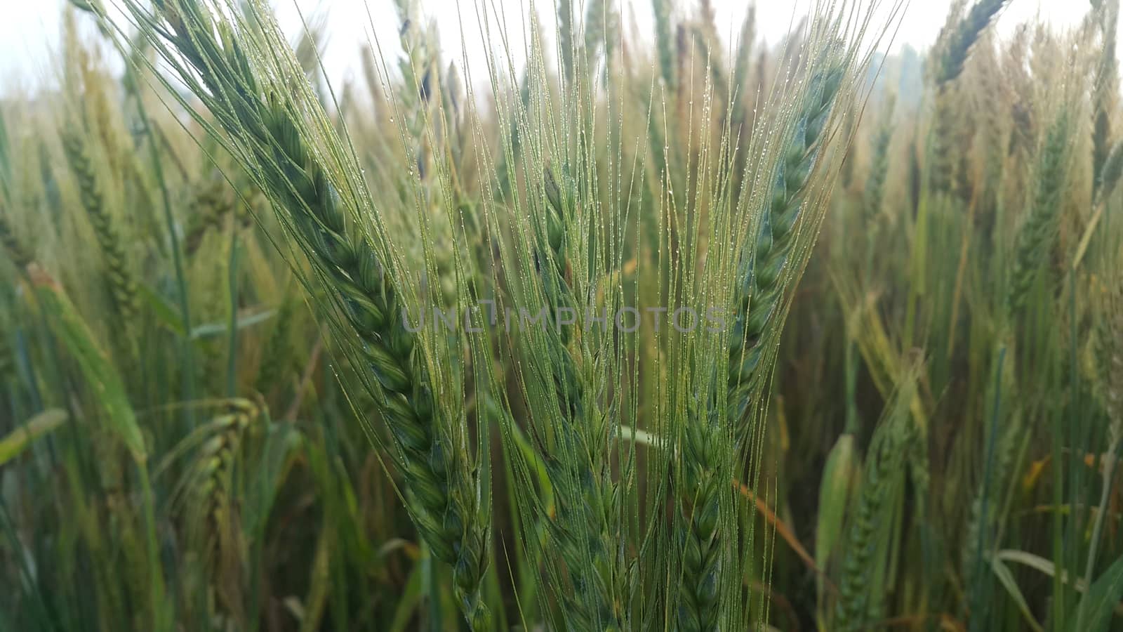 Closeup view of barley spikelets or rye in barley field. Green dried barley focused in large agricultural rural wheat field.