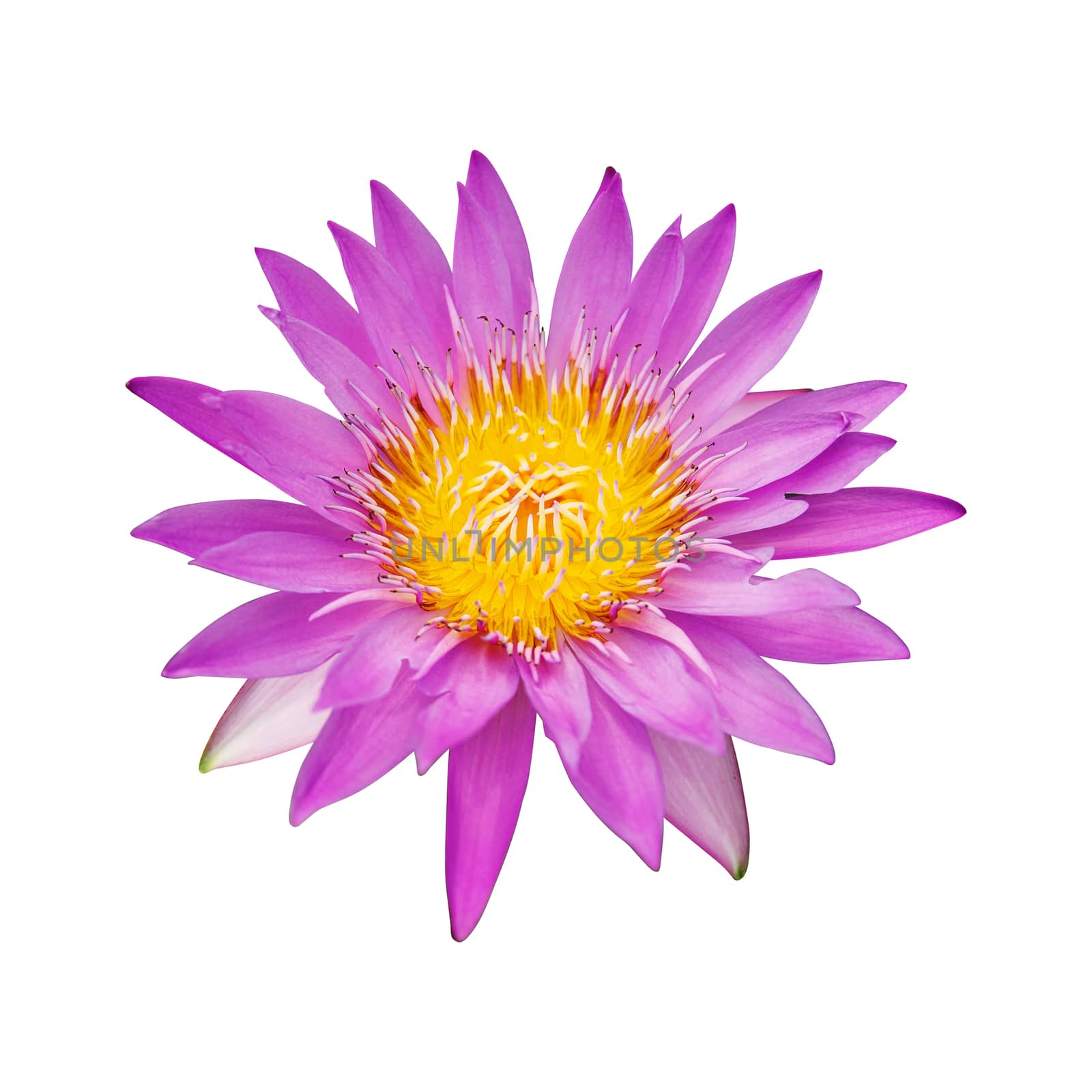 Pink lotus flowers that are blooming in full, showing beautiful stamens isolated on white background, with clipping path.