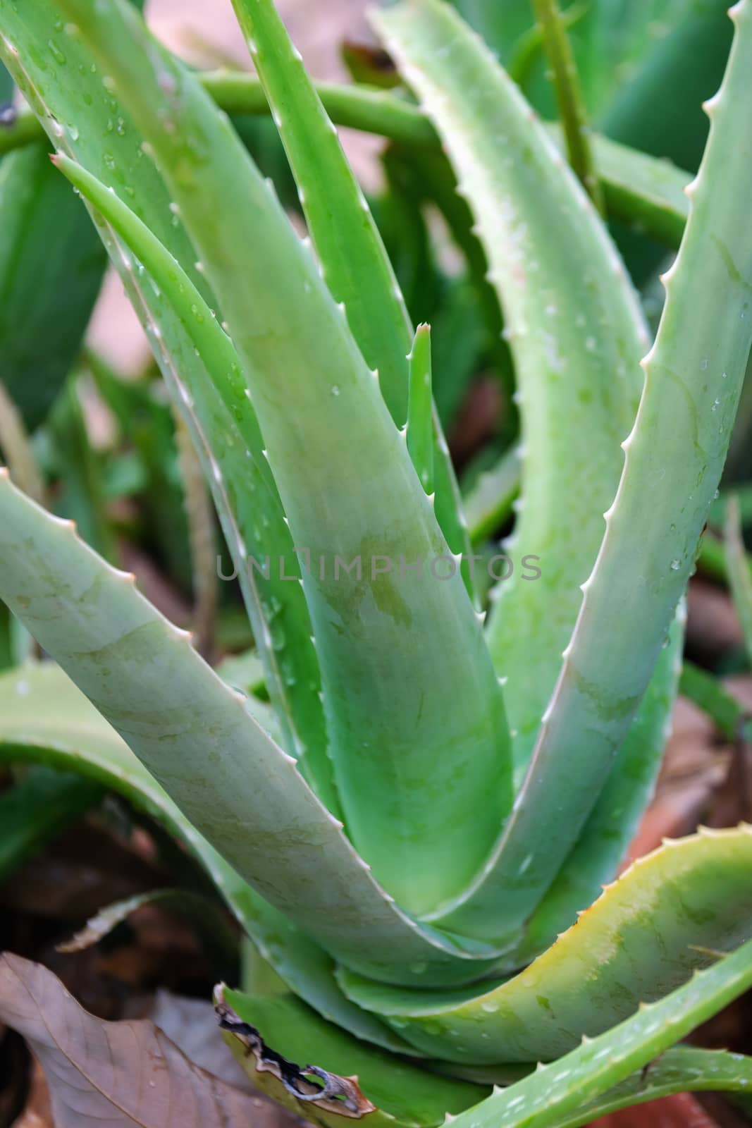 Closeup of drops of rain on aloe vera, It is a plant that has many benefits in medicine and beauty to be extracted into cosmetics as well as food or drink.