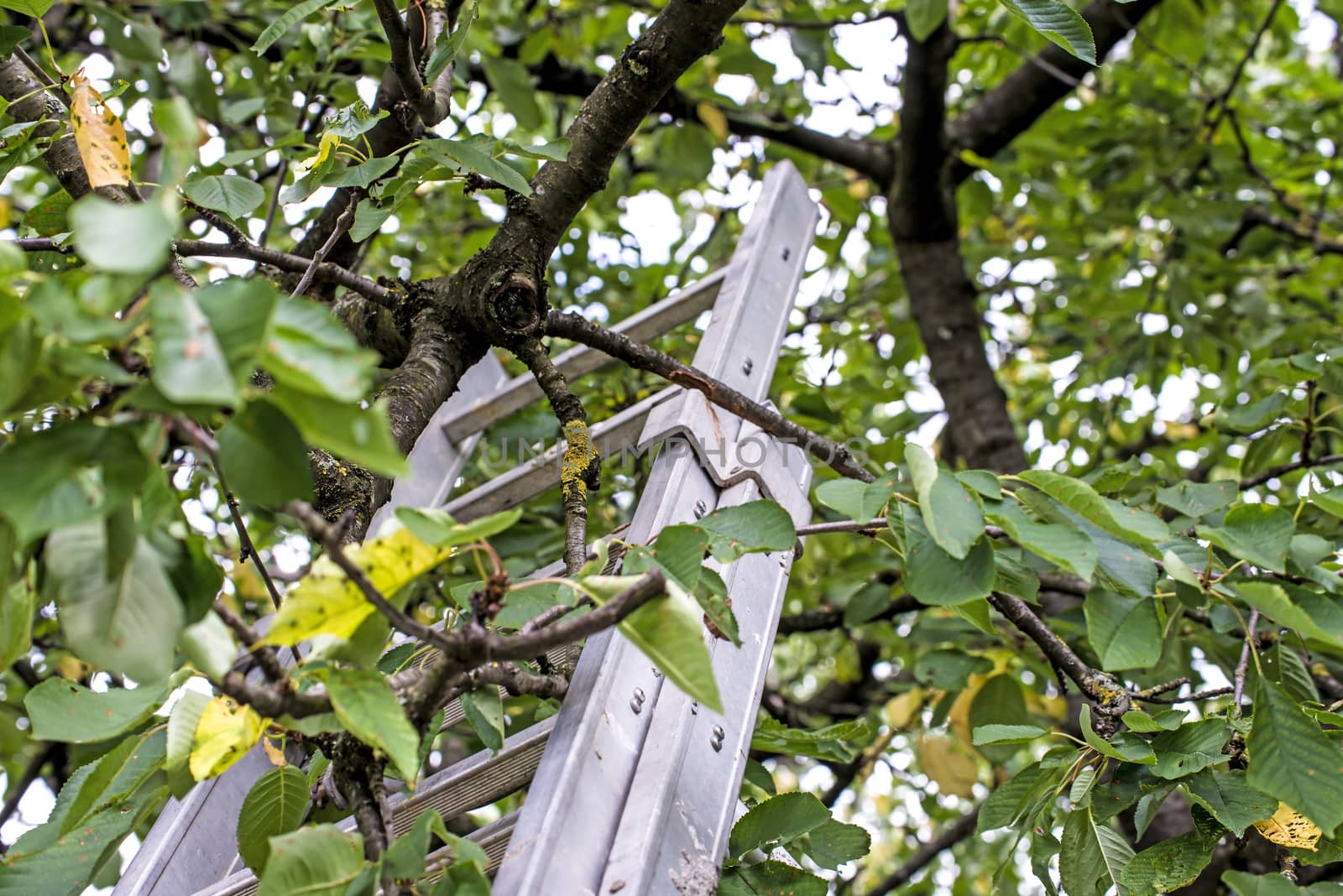 ladder at a fruit tree