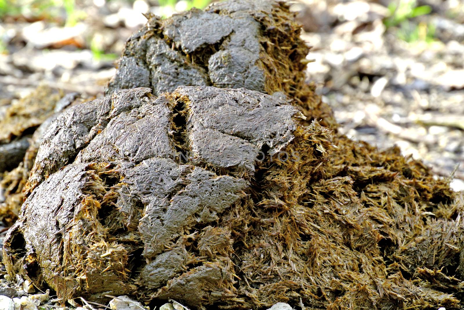 Horse dung by Jochen