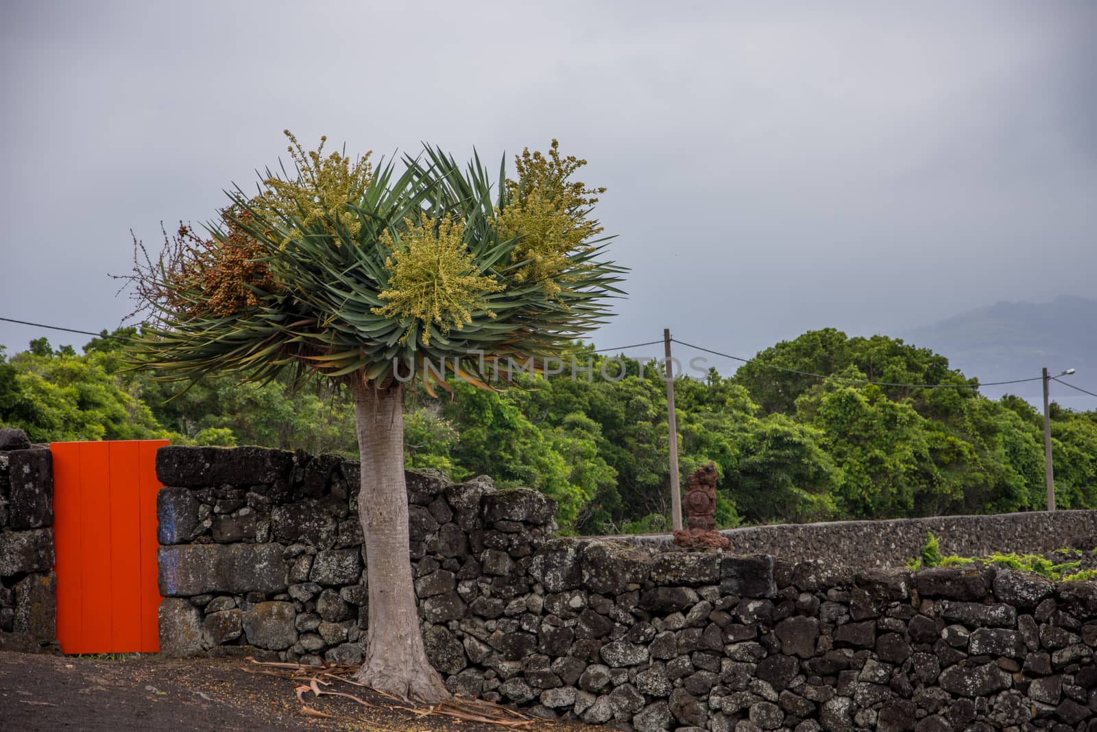 Walk on the Azores archipelago. Discovery of the island of Pico, Azores. Portugal. Madalena