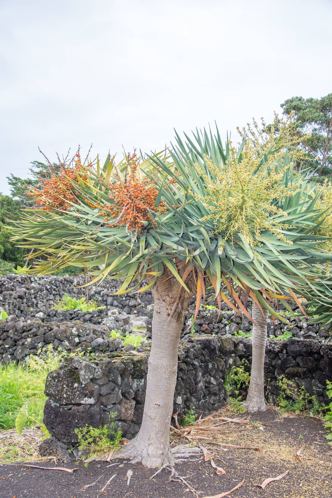 Walk on the Azores archipelago. Discovery of the island of Pico, Azores. Portugal. Madalena