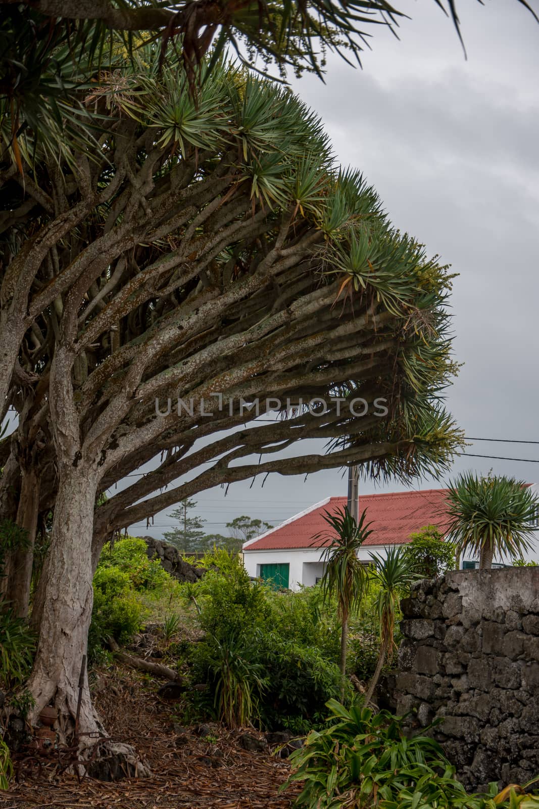 Walk on the Azores archipelago. Discovery of the island of Pico, Azores. Portugal. Madalena
