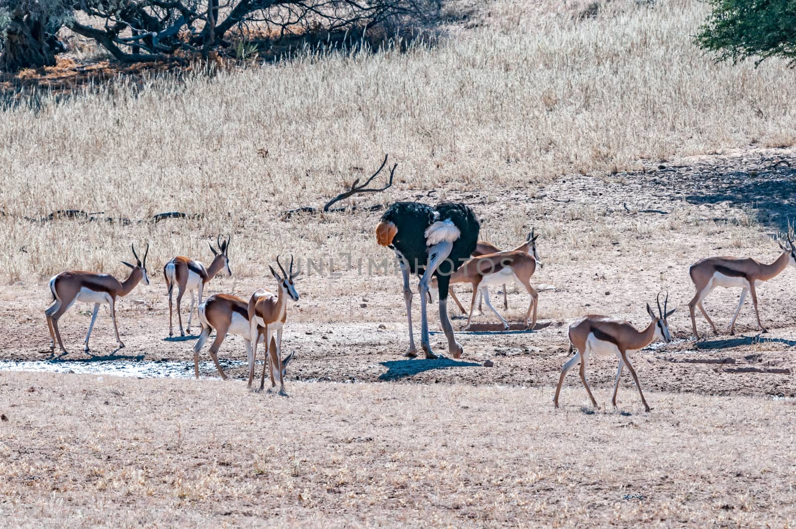 A male Ostrich and springbok drinking water in the Kgalagadi