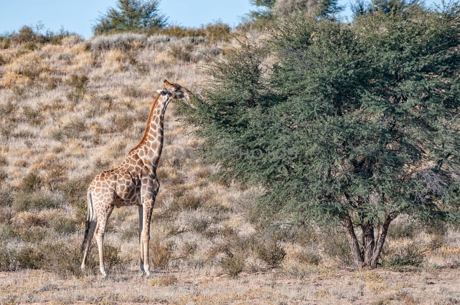 A South African giraffe browsing on a tree in the arid Kgalagadi