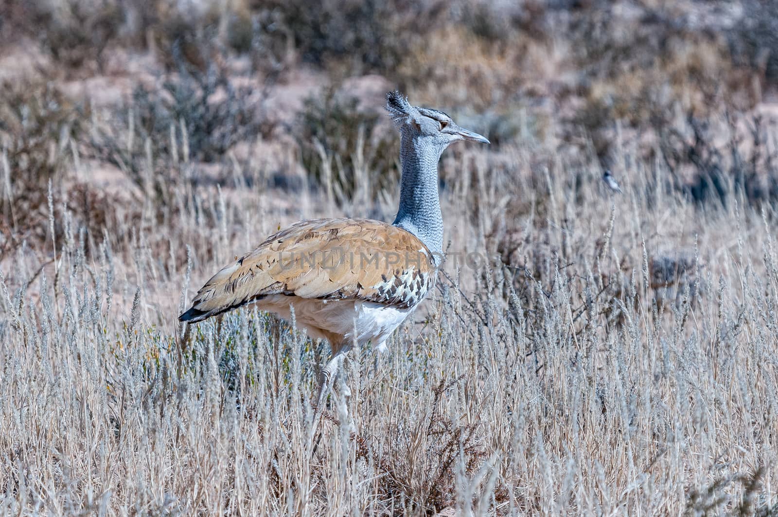 Kori Bustard, Ardeotis kori, walking in grass by dpreezg