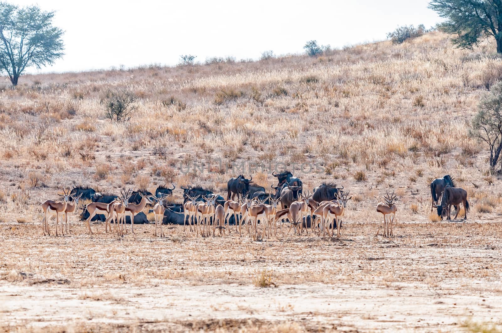 A herd of blue wildebeest lying and a herd of springbok standing in the arid Kgalagadi