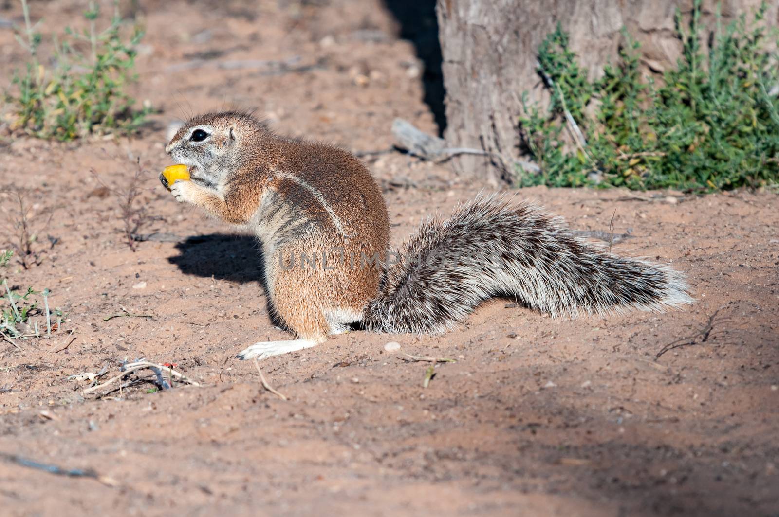 A cape ground squirrel, Xerus inauris, eating a piece of fruit in the Kgalagadi