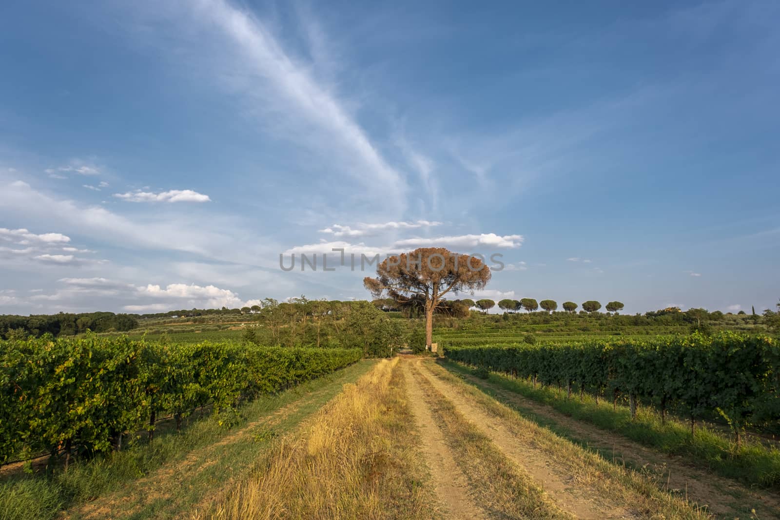 Typical Tuscan landscape with beautiful vineyards in Italy
