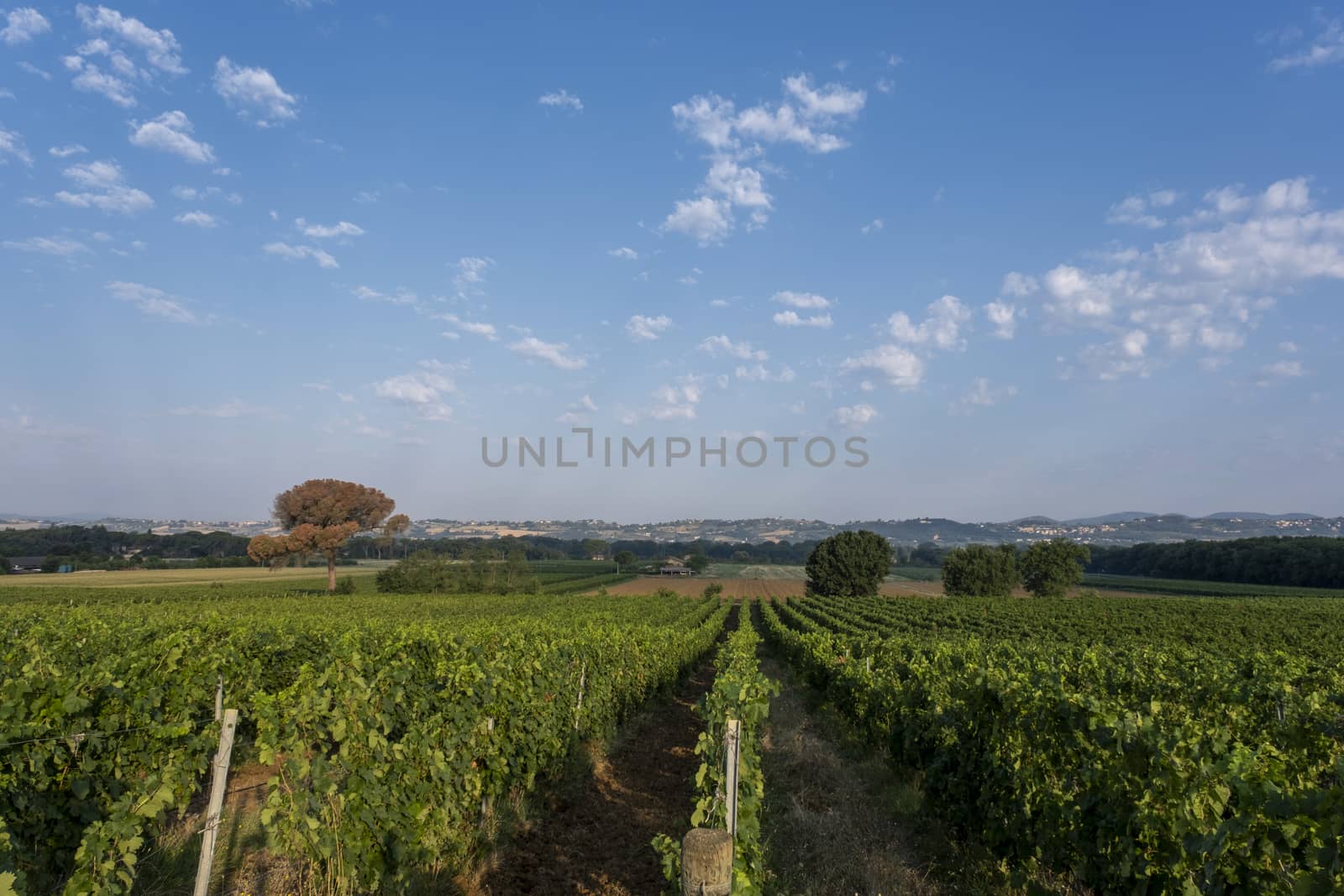 Typical Tuscan landscape with beautiful vineyards in Italy