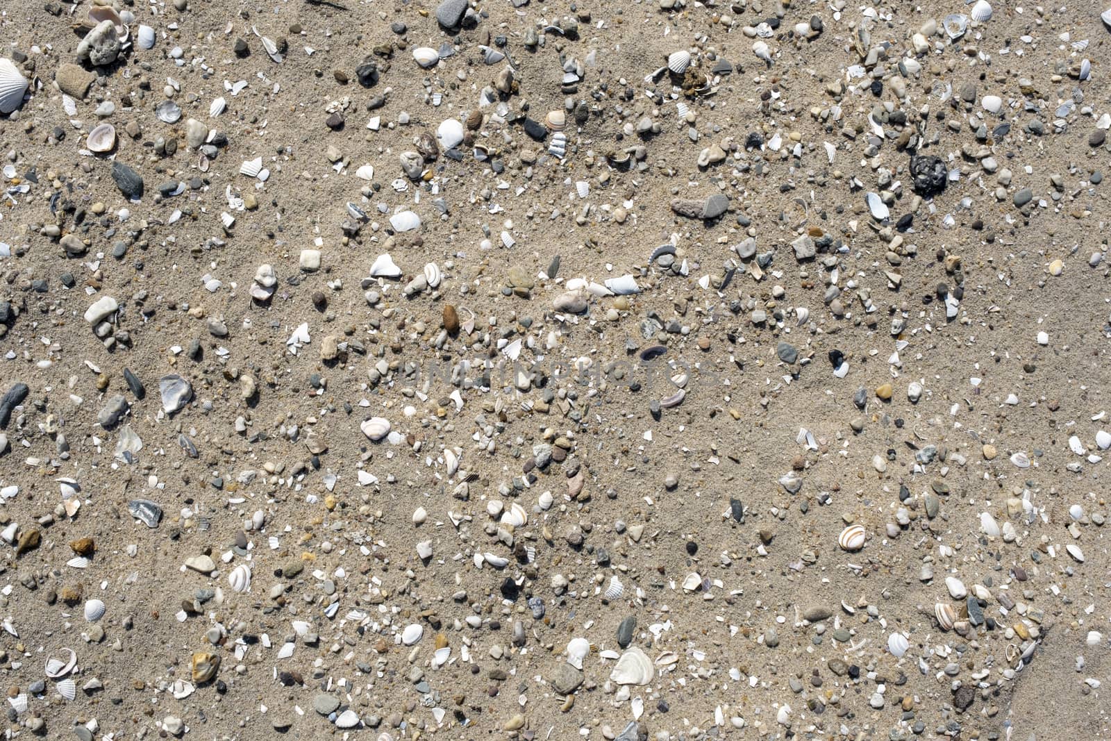 Sea shells on beach sand. Summer beach background. Top view