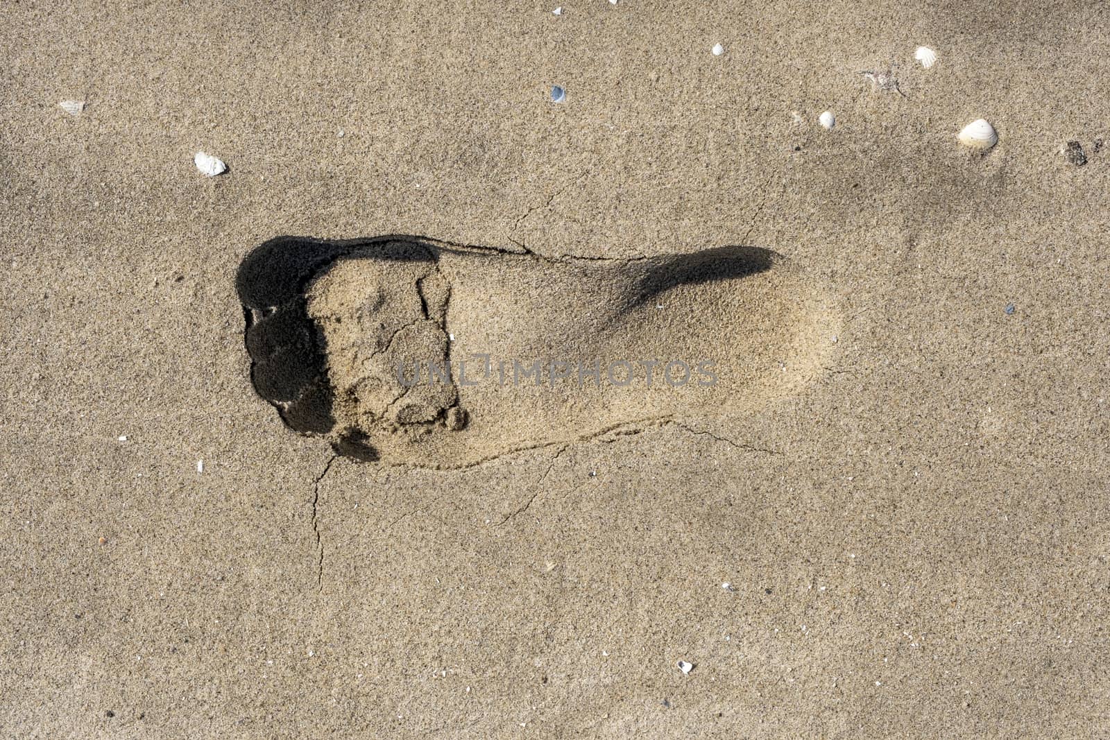 Singel footprint on sand beach in the summer