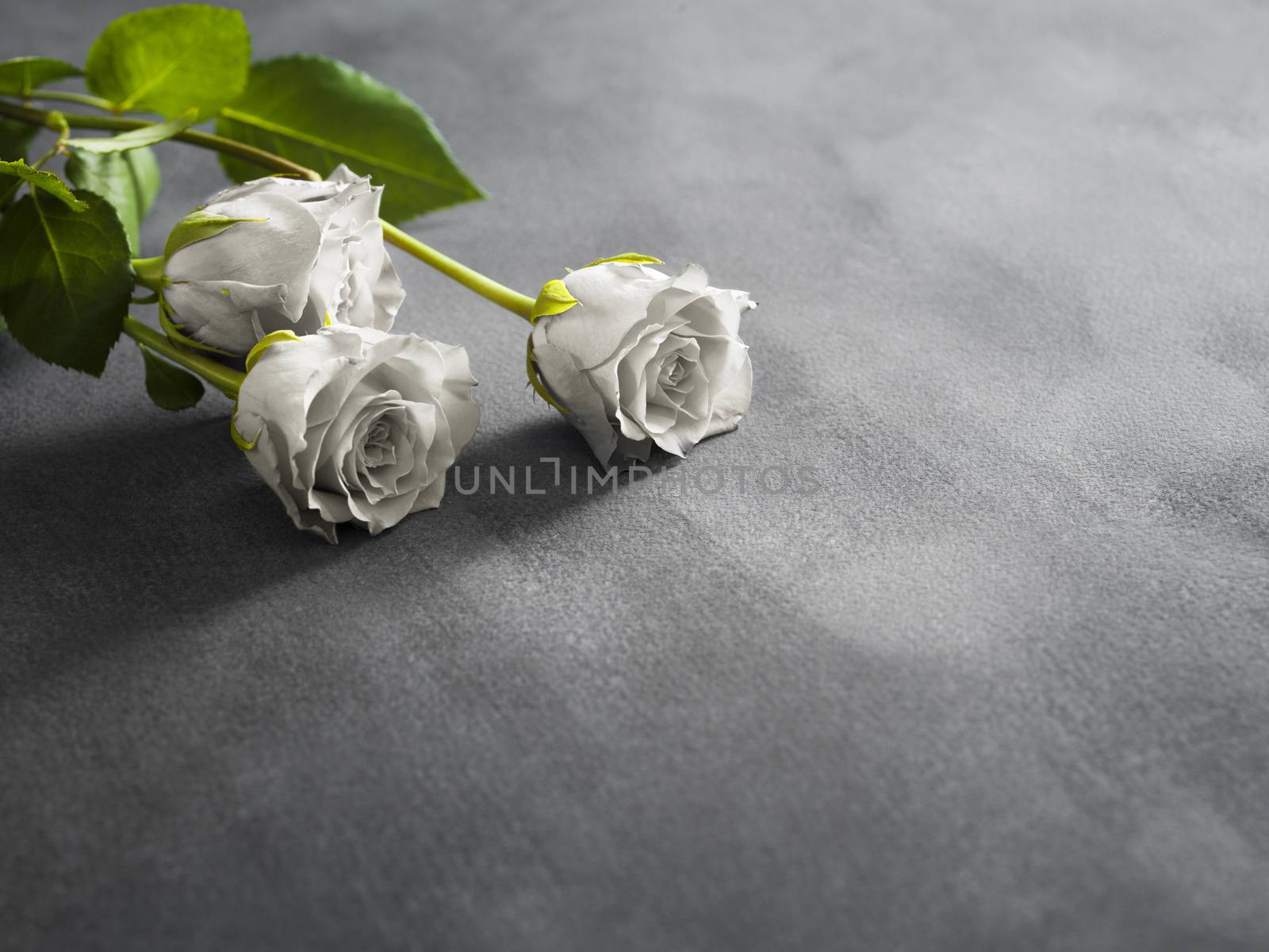 Beautiful white roses on a grey stone background. Funeral symbol