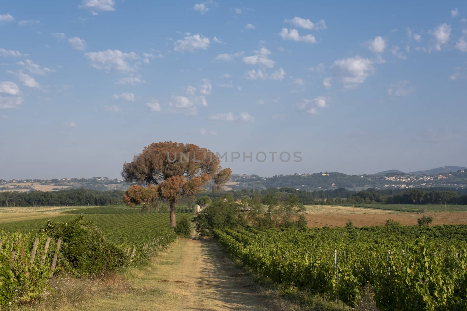 Beautiful summer landscape in Tuscany, Italy by Tjeerdkruse