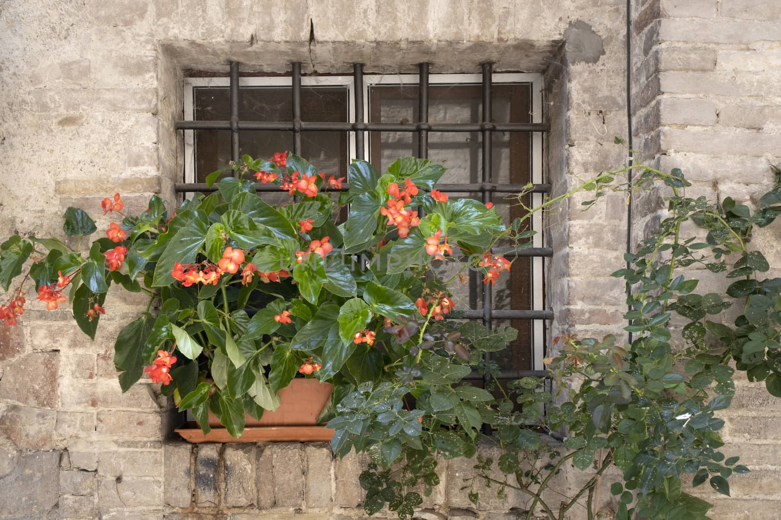 A basket of bright pink and red flowers hangs on the window of a home in an ancient building in Italy by Tjeerdkruse