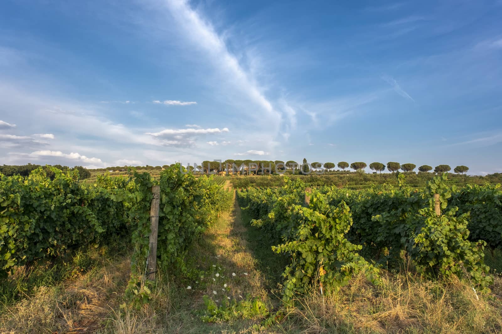 Panoramic view of scenic Tuscany landscape with vineyard in the Chianti region, Tuscany, Italy by Tjeerdkruse