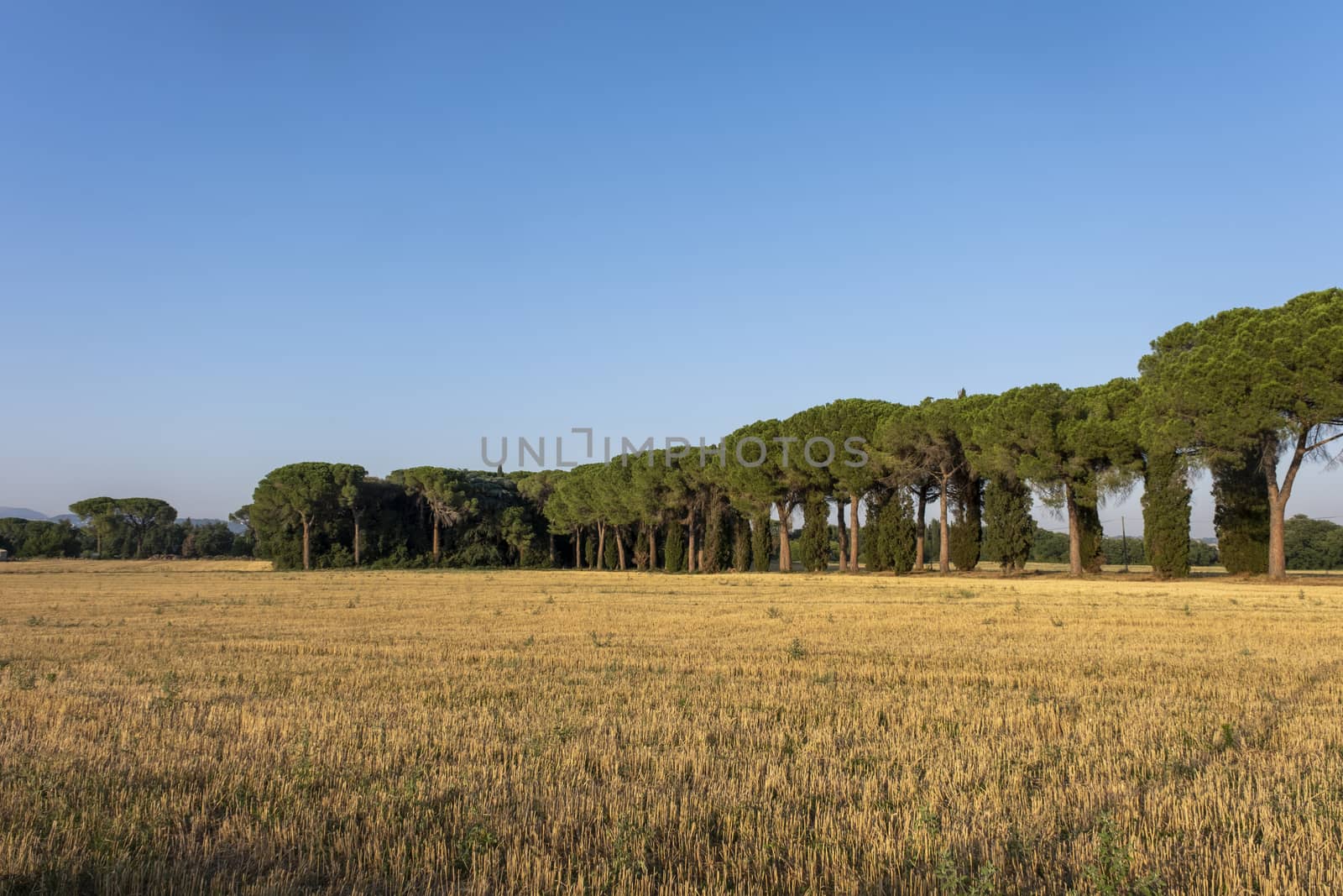 typical summer Tuscany landscape in Italy by Tjeerdkruse