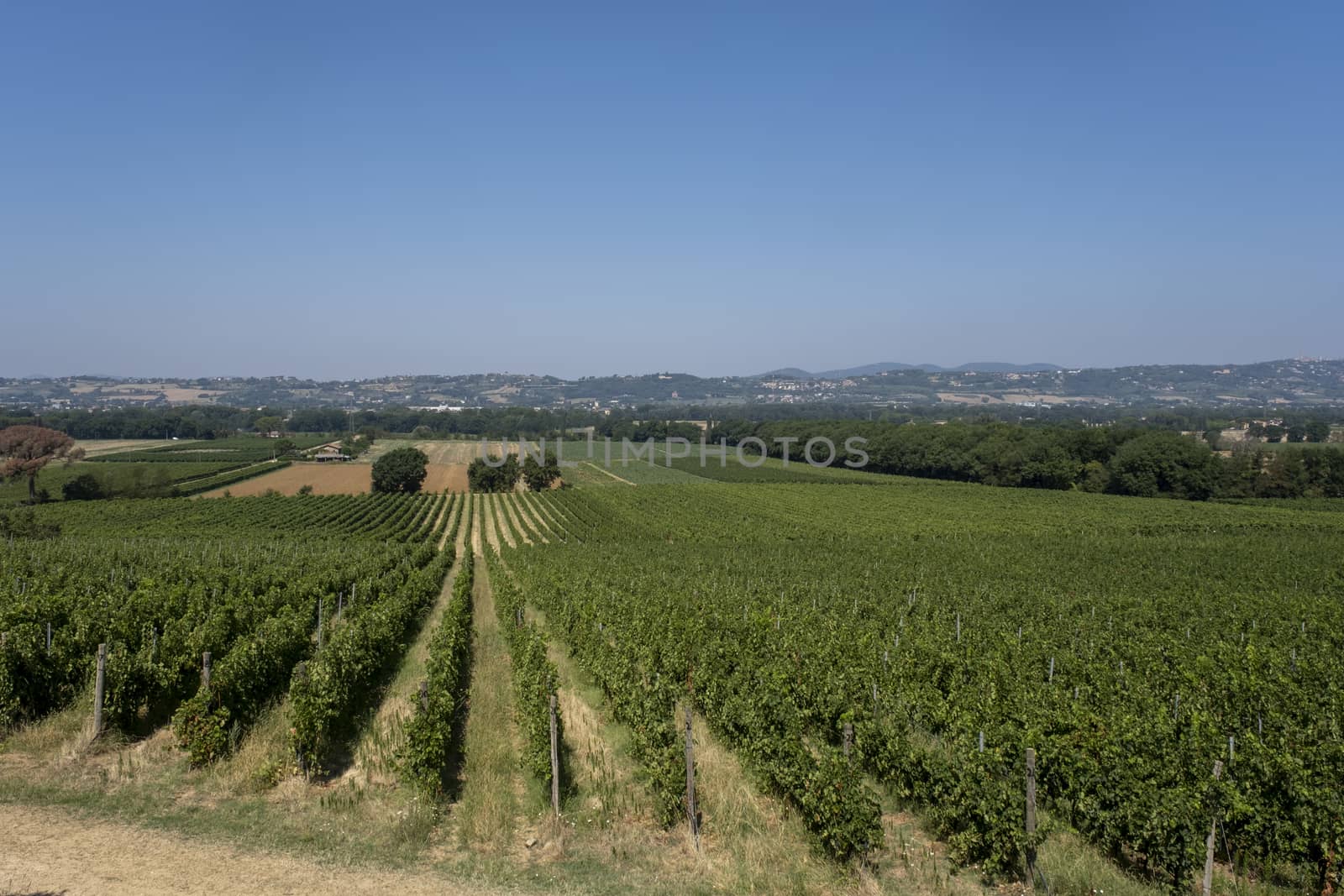 Panoramic view of scenic Tuscany landscape with vineyard in the Chianti region, Tuscany, Italy by Tjeerdkruse
