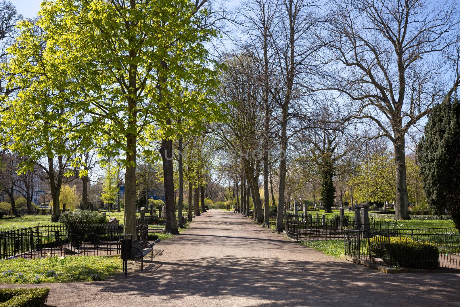 Malmo, Sweden - April 20, 2019: Tree alley on the Old Cemetery in the city centre.