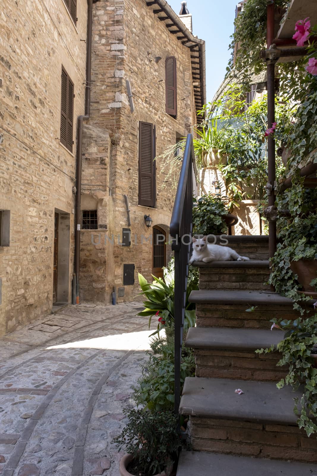 A white cat in an alley in a typical medieval Italian village during a summer day.
