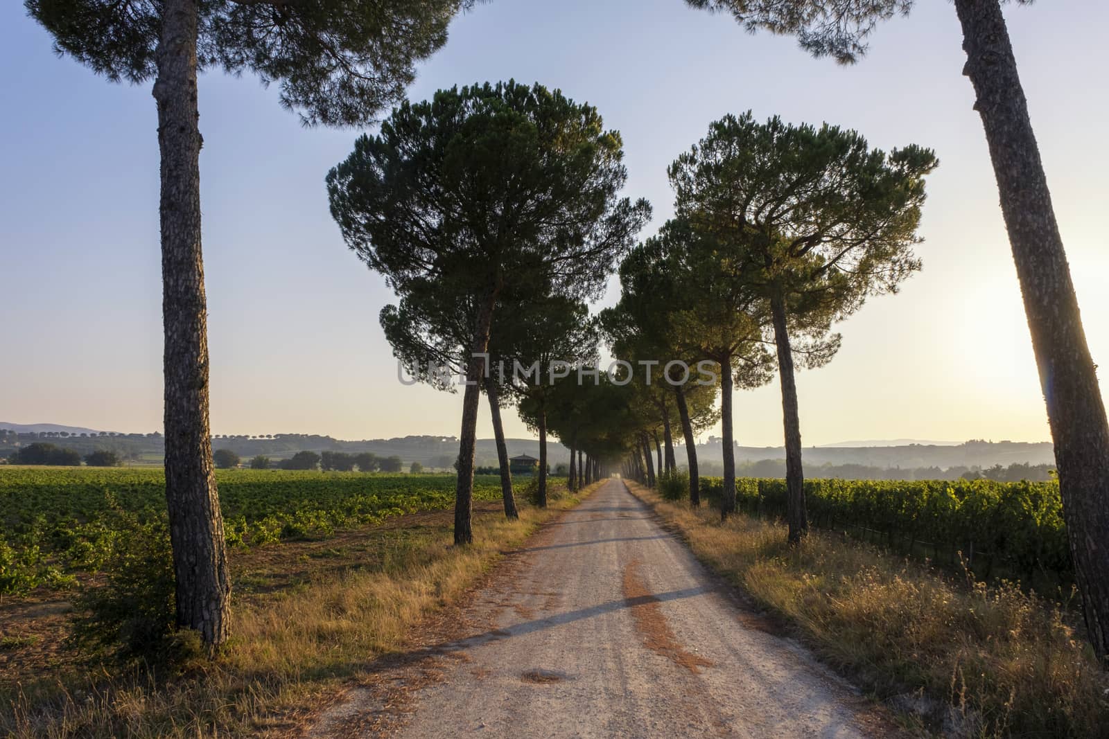 Travel in Tuscany. Beautiful and idyllic landscape of a lane of cypresses in the Tuscan countryside in Italy.