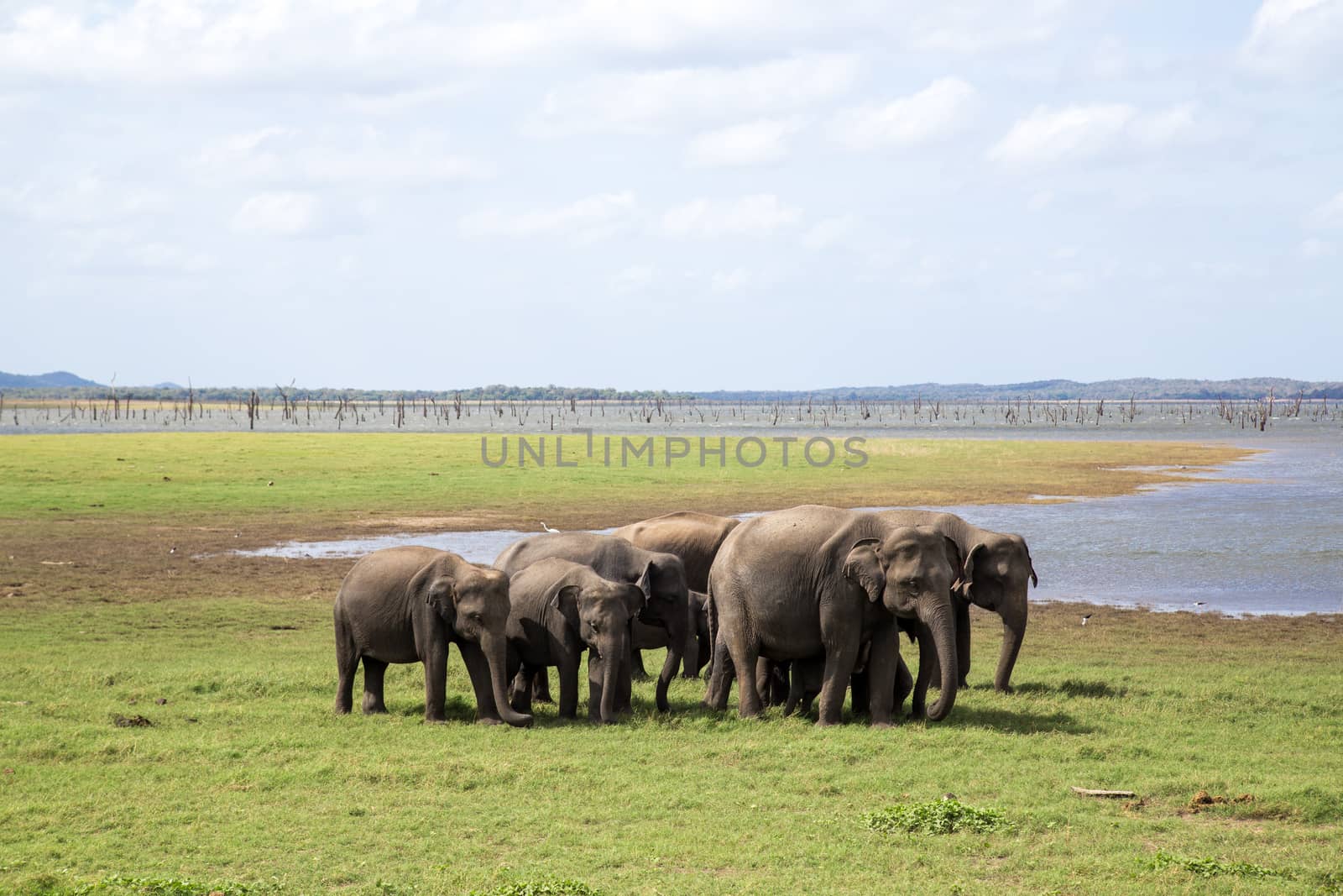 Kaudulla National Park, Sri Lanka - August 16, 2018: A herd of elephants at a lake in Kaudulla National Park