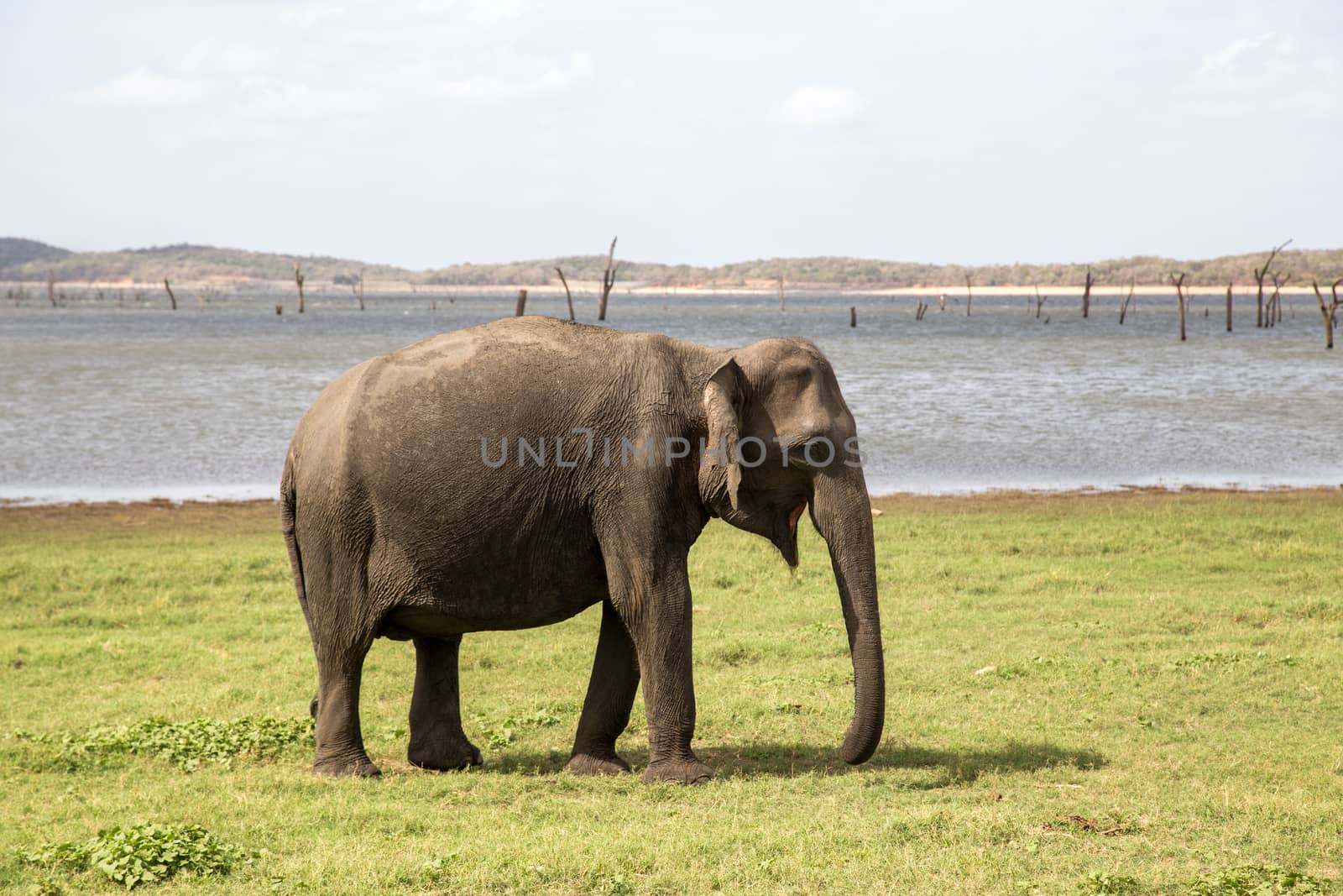 Kaudulla National Park, Sri Lanka - August 16, 2018: A single elephant at a lake in Kaudulla National Park