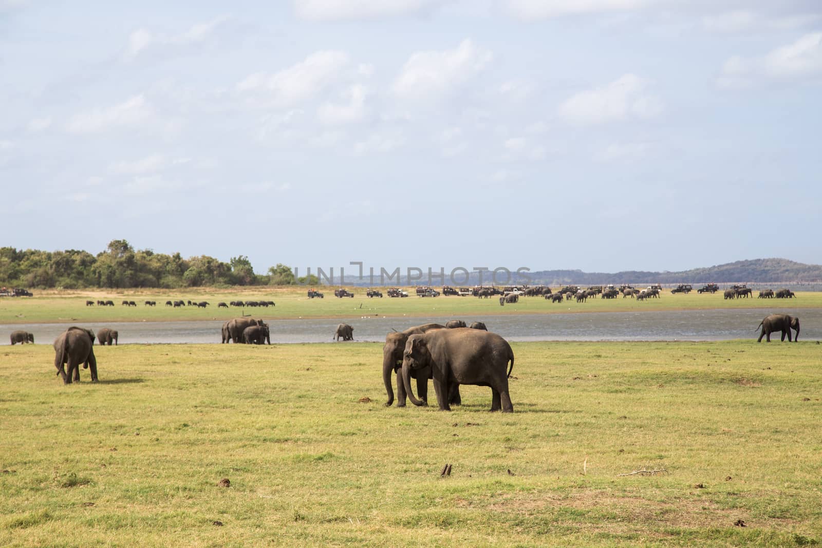 Kaudulla National Park, Sri Lanka - August 16, 2018: A herd of elephants at a lake in Kaudulla National Park