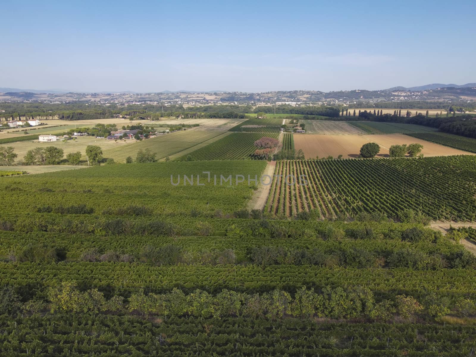 Panoramic view of scenic Tuscany landscape with vineyard in the Chianti region, Tuscany, Italy.