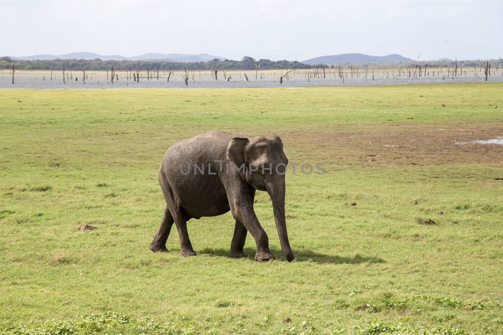 Kaudulla National Park, Sri Lanka - August 16, 2018: A baby elephant at a lake in Kaudulla National Park