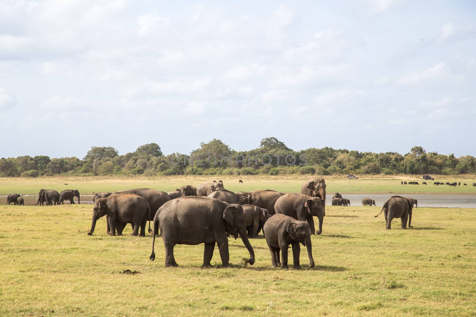 Herd of elephants in Kaudulla National Park, Sri Lanka by oliverfoerstner