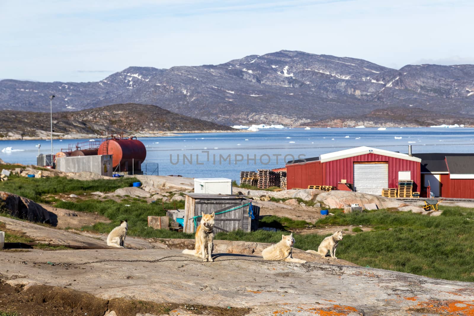 Ilulissat, Greenland - July 8, 2018: Group of chained sled dogs. Rodebay, also known as Oqaatsut is a fishing settlement north of Ilulissat.